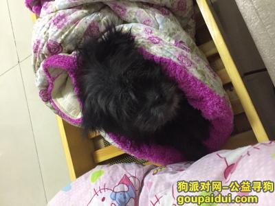 狗宝于8月4号晚8点在广州市天河区车陂南路鸿发广场附近走失，它是一只非常可爱的宠物狗狗，希望它早日回家，不要变成流浪狗。