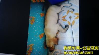 【金华找狗】，12斤左右拉布拉多，8月14日义乌后宅寺前村附近遗失，它是一只非常可爱的宠物狗狗，希望它早日回家，不要变成流浪狗。