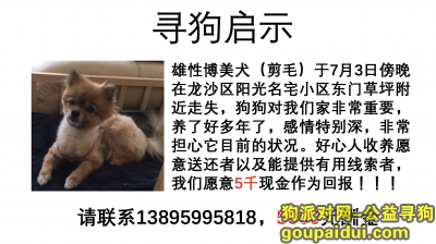 5000元重金寻找走失爱犬，它是一只非常可爱的宠物狗狗，希望它早日回家，不要变成流浪狗。