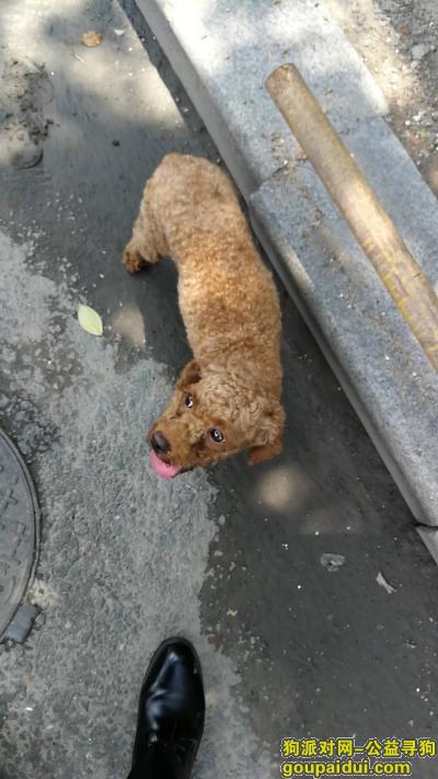 南昌找狗，10000元求购成年母泰迪，它是一只非常可爱的宠物狗狗，希望它早日回家，不要变成流浪狗。