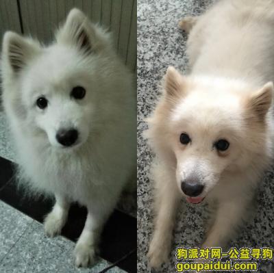 【上海找狗】，希望早日回到家家，永远在家等着你，它是一只非常可爱的宠物狗狗，希望它早日回家，不要变成流浪狗。