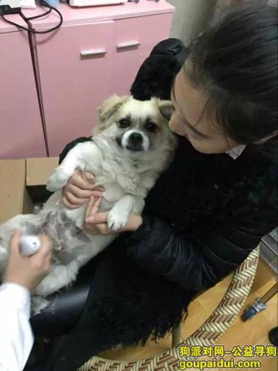 【天津找狗】，天津寻找爱犬钱钱（红桥区水木天成），它是一只非常可爱的宠物狗狗，希望它早日回家，不要变成流浪狗。