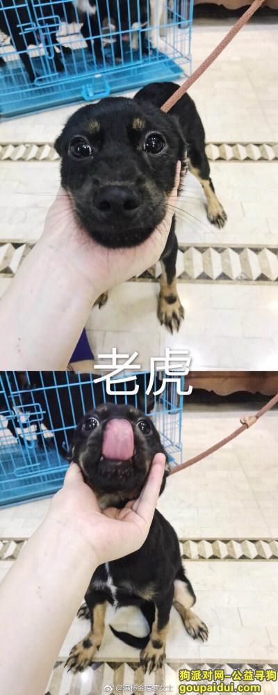 【杭州找狗】，杭州市西湖区之江家园重金寻找爱犬，它是一只非常可爱的宠物狗狗，希望它早日回家，不要变成流浪狗。