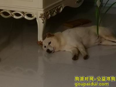 台州寻狗启示，有偿寻狗，求好心人找回找回，白色柴犬，它是一只非常可爱的宠物狗狗，希望它早日回家，不要变成流浪狗。