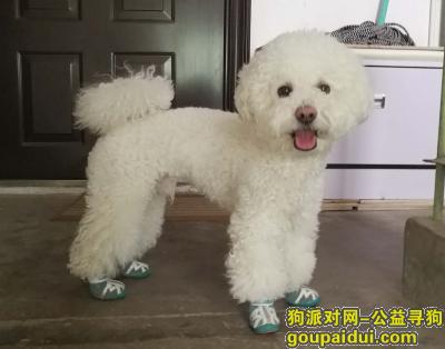 【北京找狗】，寻找北京朝阳区团结湖走失的白色泰迪犬，它是一只非常可爱的宠物狗狗，希望它早日回家，不要变成流浪狗。
