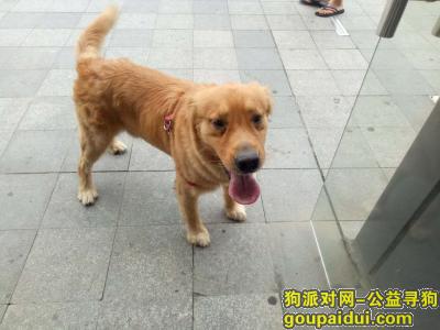 8.17晚十一点左右在栗庙新村广场·附近捡到一只金毛，它是一只非常可爱的宠物狗狗，希望它早日回家，不要变成流浪狗。