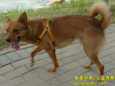 天津找狗，求助：寻找爱犬“豆豆”，它是一只非常可爱的宠物狗狗，希望它早日回家，不要变成流浪狗。