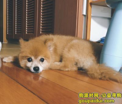 上海寻狗主人，上海浦东——德平路张杨路捡到博美一条，它是一只非常可爱的宠物狗狗，希望它早日回家，不要变成流浪狗。