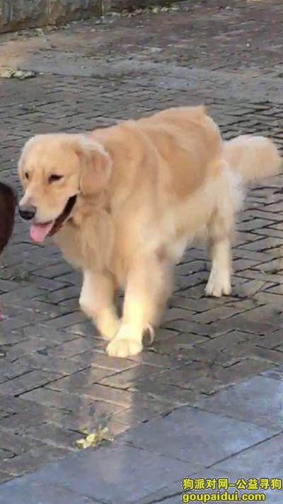 无锡市滨湖区国家工业设计园寻找金毛犬，它是一只非常可爱的宠物狗狗，希望它早日回家，不要变成流浪狗。