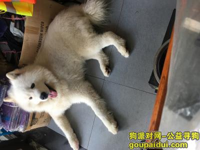 【苏州找狗】，8月16号下午五点左右遗失萨摩耶一只，它是一只非常可爱的宠物狗狗，希望它早日回家，不要变成流浪狗。