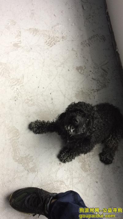 捡到泰迪犬，黑色的，像泰迪犬，很听话，它是一只非常可爱的宠物狗狗，希望它早日回家，不要变成流浪狗。