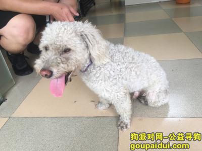 【广州捡到狗】，捡到一只白色贵宾，公狗，2-3岁的样子，它是一只非常可爱的宠物狗狗，希望它早日回家，不要变成流浪狗。