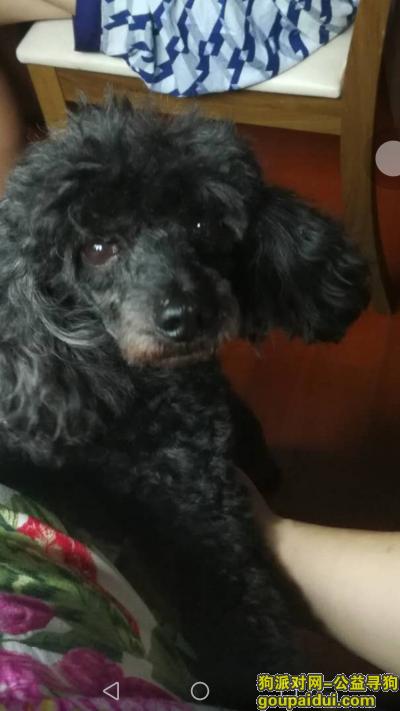 【上海找狗】，上海长宁区茅台路寻找9岁黑色贵宾，它是一只非常可爱的宠物狗狗，希望它早日回家，不要变成流浪狗。