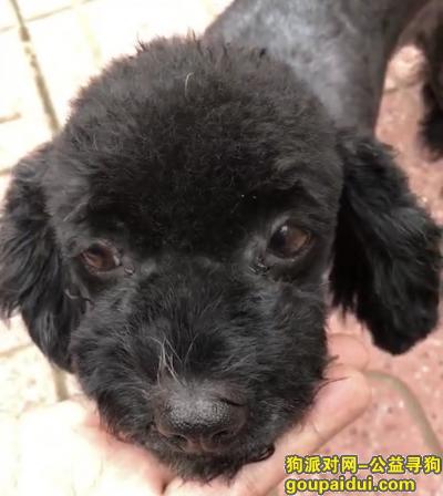 北京去往怀柔的高速路上捡到黑色泰迪，它是一只非常可爱的宠物狗狗，希望它早日回家，不要变成流浪狗。