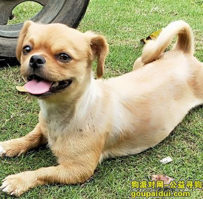 【深圳找狗】，求求大家  帮忙找一下我家狗狗  谢谢大家，它是一只非常可爱的宠物狗狗，希望它早日回家，不要变成流浪狗。