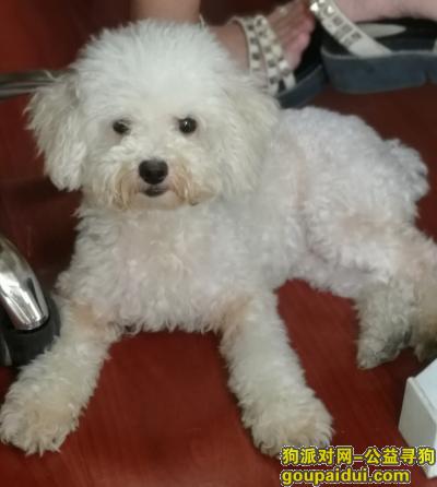 【武汉捡到狗】，白色泰迪狗狗，华电小路附近捡到，它是一只非常可爱的宠物狗狗，希望它早日回家，不要变成流浪狗。