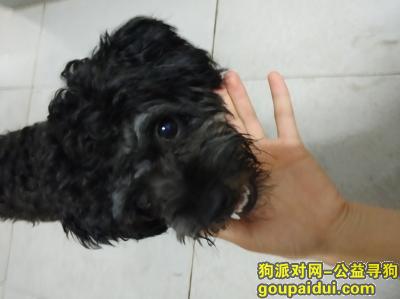 【广州捡到狗】，番禺石碁一只走失的黑色狗狗雪瑞寻找主人，它是一只非常可爱的宠物狗狗，希望它早日回家，不要变成流浪狗。
