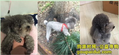 【上海找狗】，急找上海闵行颛桥鑫都路走丢黑灰色贵宾犬，它是一只非常可爱的宠物狗狗，希望它早日回家，不要变成流浪狗。