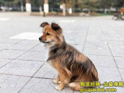 【西安找狗】，寻找养了三年的狗狗，非常着急！，它是一只非常可爱的宠物狗狗，希望它早日回家，不要变成流浪狗。