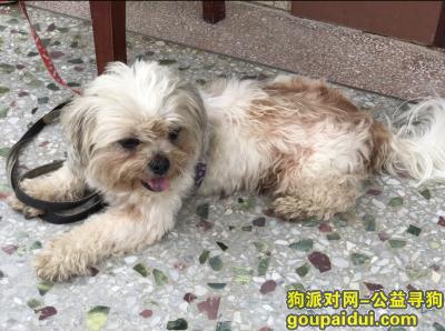【惠州找狗】，急，寻找爱犬有看到的恳请联系我，它是一只非常可爱的宠物狗狗，希望它早日回家，不要变成流浪狗。