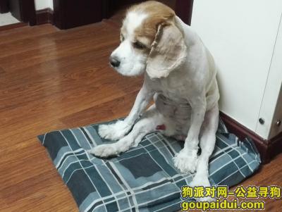 【上海找狗】，求好心人帮忙留意一下这个狗狗，它是一只非常可爱的宠物狗狗，希望它早日回家，不要变成流浪狗。
