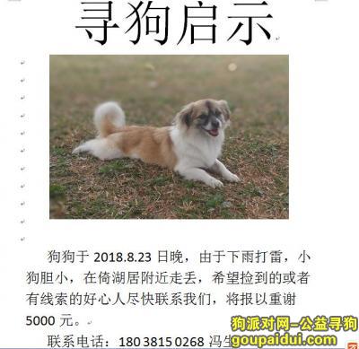 【深圳找狗】，狗狗回家，5000元重谢！而有信！，它是一只非常可爱的宠物狗狗，希望它早日回家，不要变成流浪狗。