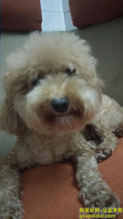 惠州市，惠阳区，淡水镇，承修二路丢失一条泰迪，它是一只非常可爱的宠物狗狗，希望它早日回家，不要变成流浪狗。