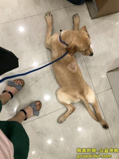 拉布拉多，2018年8月24号晚上10点45分在大诚苑好又多超市门口走失，它是一只非常可爱的宠物狗狗，希望它早日回家，不要变成流浪狗。
