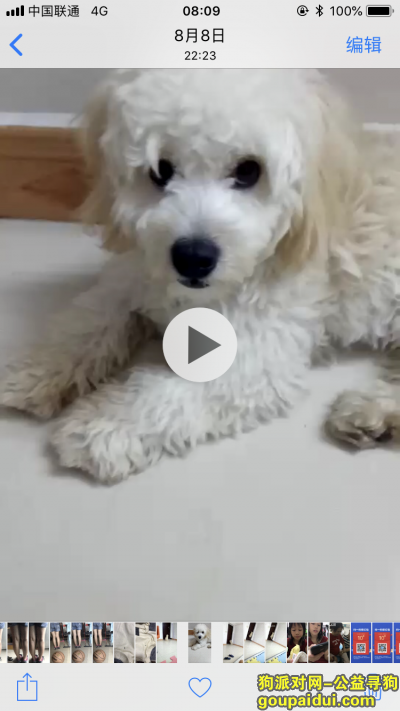 家有爱狗一只纯白色泰迪八月十三号在坦州坦神北一路21号卧峰住宿附近丢失，它是一只非常可爱的宠物狗狗，希望它早日回家，不要变成流浪狗。