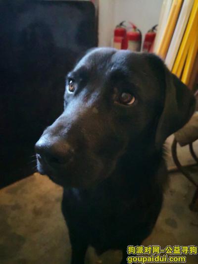 陇海路示范路交叉口，纯黑色拉布拉多犬走丢，求助，它是一只非常可爱的宠物狗狗，希望它早日回家，不要变成流浪狗。