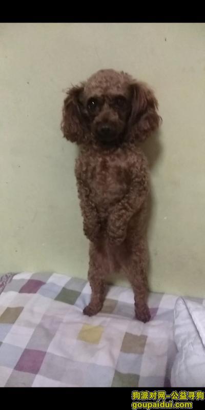 徐州找狗，泰迪于2018年8月24日上午走丢，它是一只非常可爱的宠物狗狗，希望它早日回家，不要变成流浪狗。