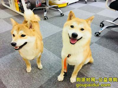 【北京找狗】，图中左边狗狗走失，重金酬谢寻家人，它是一只非常可爱的宠物狗狗，希望它早日回家，不要变成流浪狗。