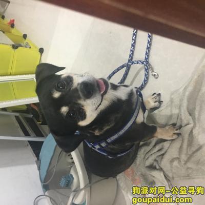 【杭州找狗】，求求你，帮我们找找吧，它真的对一个家庭很重要，它是一只非常可爱的宠物狗狗，希望它早日回家，不要变成流浪狗。
