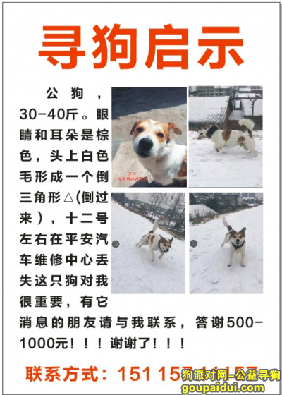 【常德找狗】，津市澧县寻狗 急急急！！，它是一只非常可爱的宠物狗狗，希望它早日回家，不要变成流浪狗。