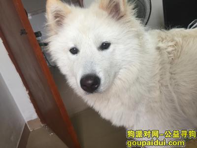 【广州捡到狗】，广州天河区捡到萨摩耶，它是一只非常可爱的宠物狗狗，希望它早日回家，不要变成流浪狗。