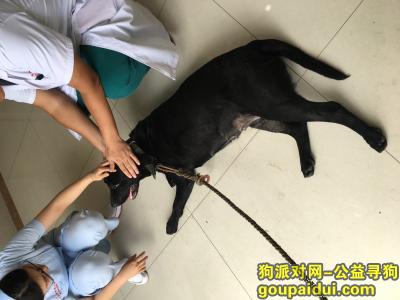 【广州捡到狗】，白云区金沙洲黑色母狗，它是一只非常可爱的宠物狗狗，希望它早日回家，不要变成流浪狗。