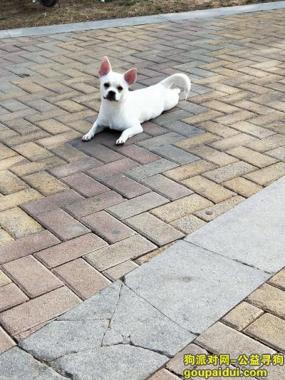 寻找小帅帅她是一只中华田园犬，它是一只非常可爱的宠物狗狗，希望它早日回家，不要变成流浪狗。
