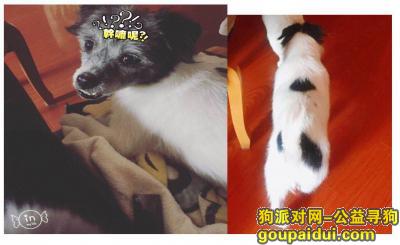 【上海找狗】，杨浦区通北路烟厂寻找爱犬，它是一只非常可爱的宠物狗狗，希望它早日回家，不要变成流浪狗。