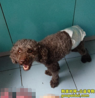 【北京找狗】，重金酬谢—在河北服务区丢失一只泰迪狗狗，后腿有问题，它是一只非常可爱的宠物狗狗，希望它早日回家，不要变成流浪狗。