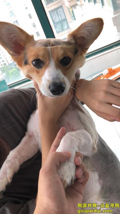杭州找狗，心急如焚 杭州滨江的大家能帮忙看看么，它是一只非常可爱的宠物狗狗，希望它早日回家，不要变成流浪狗。