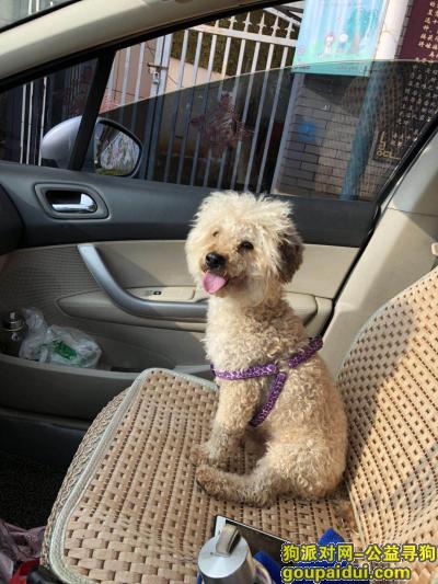 8月30号于昆明市翠湖公园遗失一只杂毛泰迪，它是一只非常可爱的宠物狗狗，希望它早日回家，不要变成流浪狗。