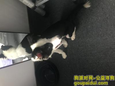 深圳捡到狗，早上公司来了一只边牧犬，请主人看到后联系我，它是一只非常可爱的宠物狗狗，希望它早日回家，不要变成流浪狗。