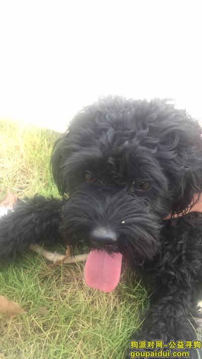 鄂州寻狗启示，8.月22号晚上捡到一只黑泰迪贵宾犬，它是一只非常可爱的宠物狗狗，希望它早日回家，不要变成流浪狗。