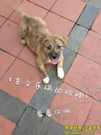 【长沙找狗】，寻找走失的2个月大中华田园犬，它是一只非常可爱的宠物狗狗，希望它早日回家，不要变成流浪狗。