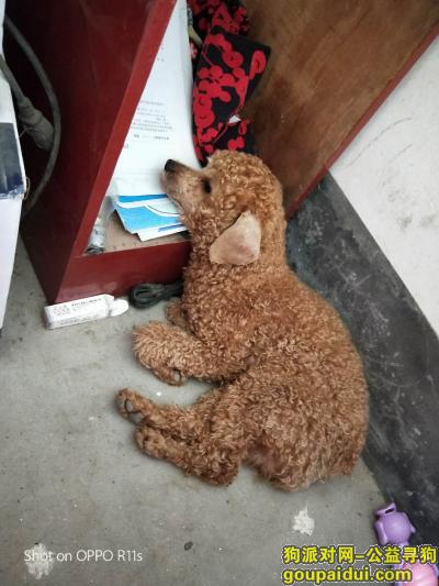 广州番禺钟村健民牛奶甜品店寻找泰迪，它是一只非常可爱的宠物狗狗，希望它早日回家，不要变成流浪狗。