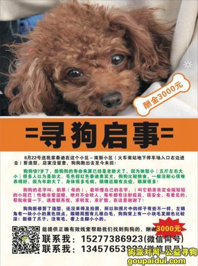桂林寻狗，桂林市象山区南新小区酬谢3千元寻找泰迪，它是一只非常可爱的宠物狗狗，希望它早日回家，不要变成流浪狗。