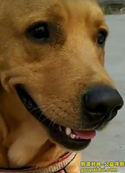 大同寻狗启示，寻找爱狗酬金2500，它是一只非常可爱的宠物狗狗，希望它早日回家，不要变成流浪狗。