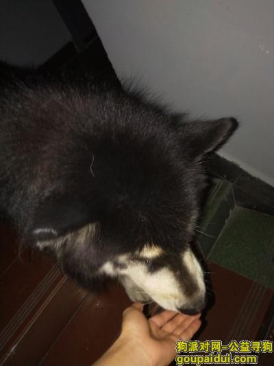 捡到阿拉斯加黑白公犬一条，它是一只非常可爱的宠物狗狗，希望它早日回家，不要变成流浪狗。