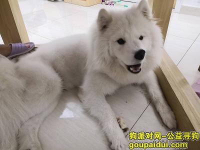 杭州寻狗，杭州市江干区钱江新城市民中心悬赏一万元寻找萨摩，它是一只非常可爱的宠物狗狗，希望它早日回家，不要变成流浪狗。