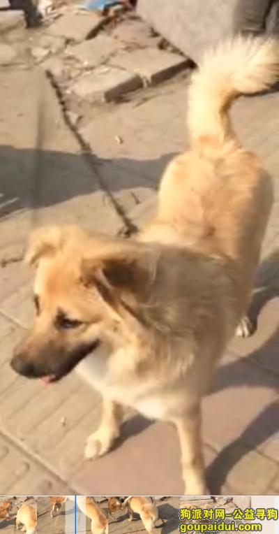 【合肥找狗】，在寻找一只黄色的中华田园犬，它是一只非常可爱的宠物狗狗，希望它早日回家，不要变成流浪狗。